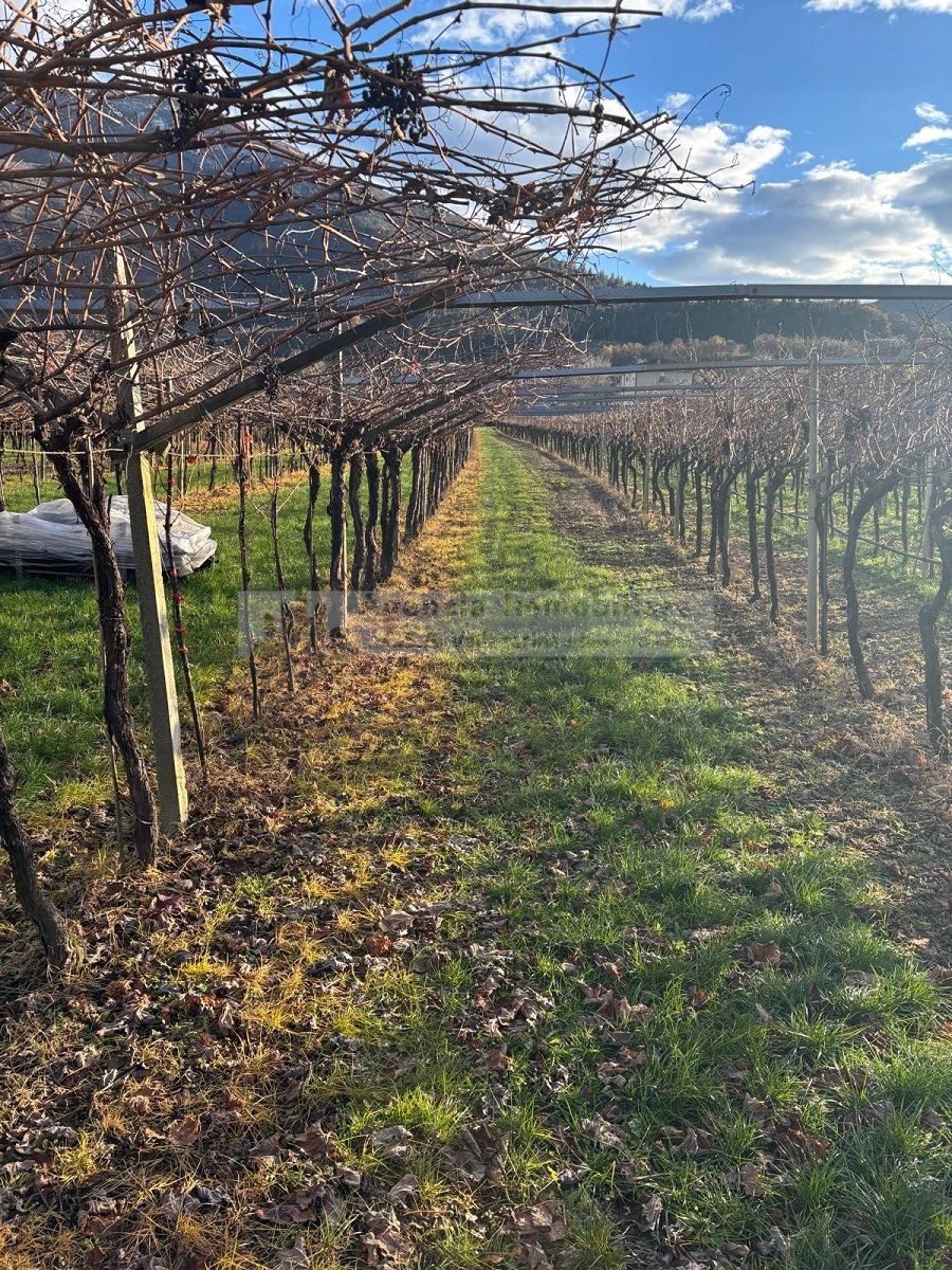 vigneto di comodo accesso